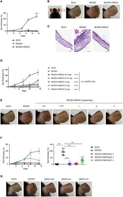 Prolyl hydroxylase inhibition protects against murine MC903-induced skin inflammation by downregulating TSLP